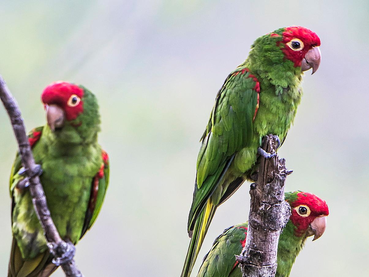 Birdlife in the Cerro Blanco Forest, Ecuador
