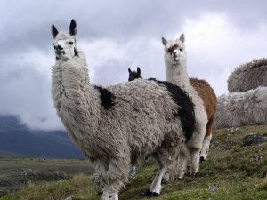 Cajas National Park Wildlife, Ecuador