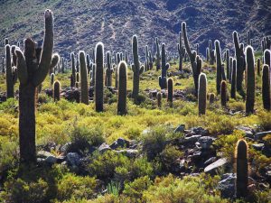 Los Cardones National Park, Salta