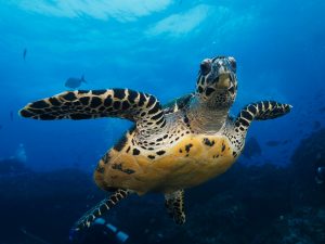 Turtles, Easter Island