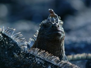 Marine Iguana - Endangered Species in the Galapagos