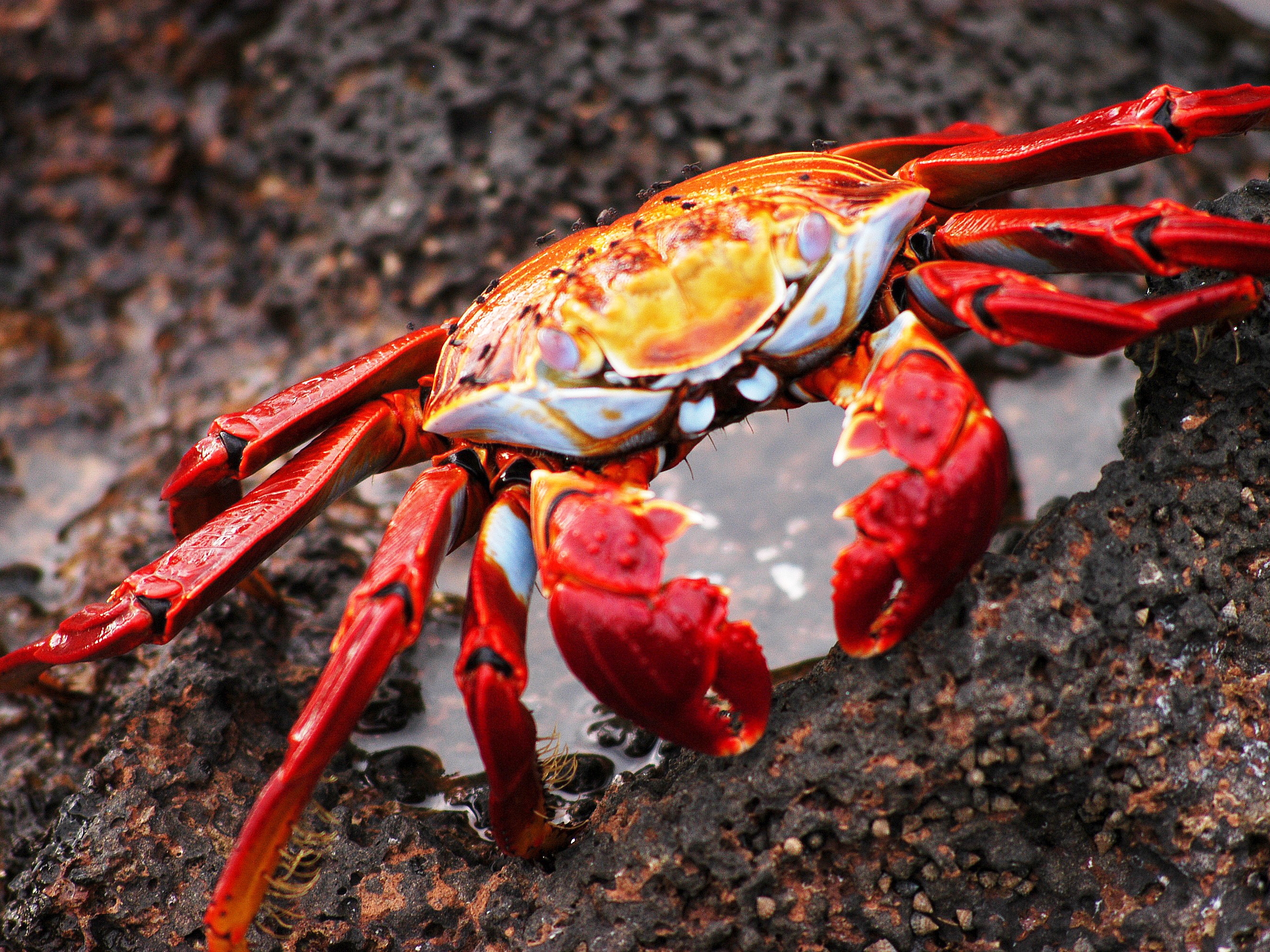 Sally Lightfoot Crab - Endangered Species in the Galapagos