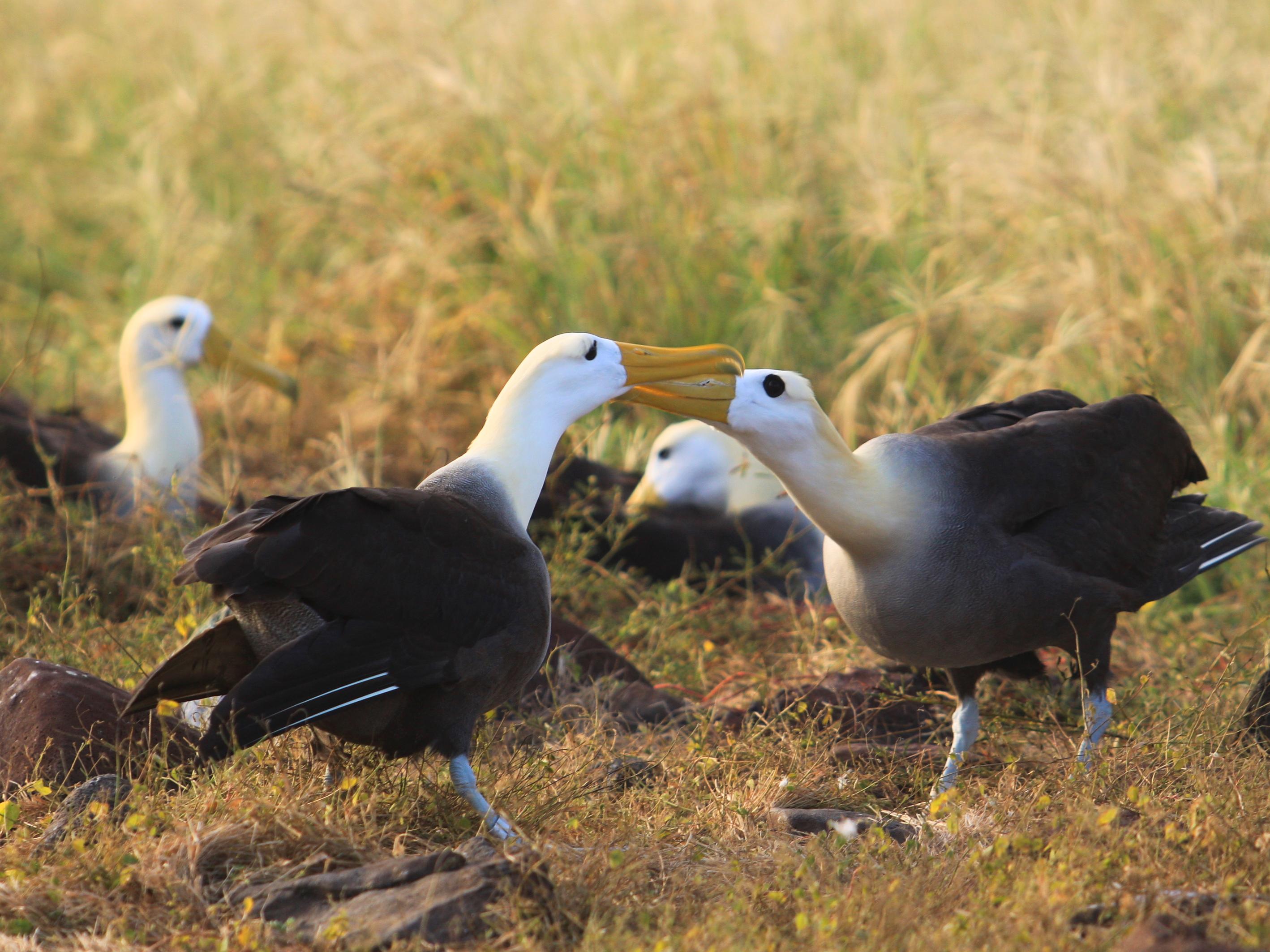 Waved Albatross - Endangered Species in the Galapagos