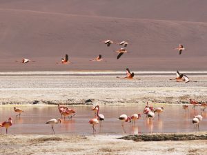 Atacama Desert, Honeymoon in Chile