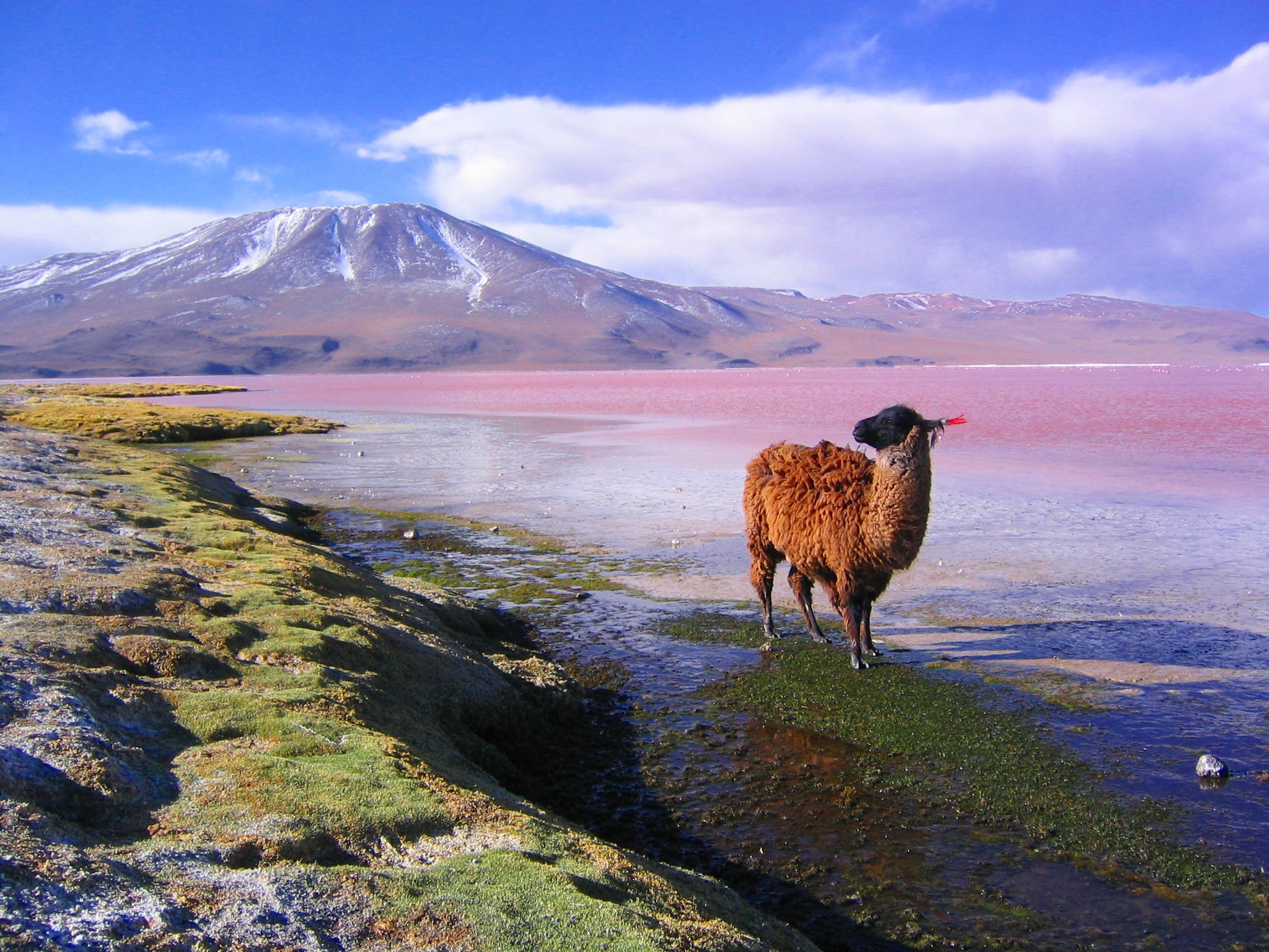 Llama | Bolivia Wildlife Blog