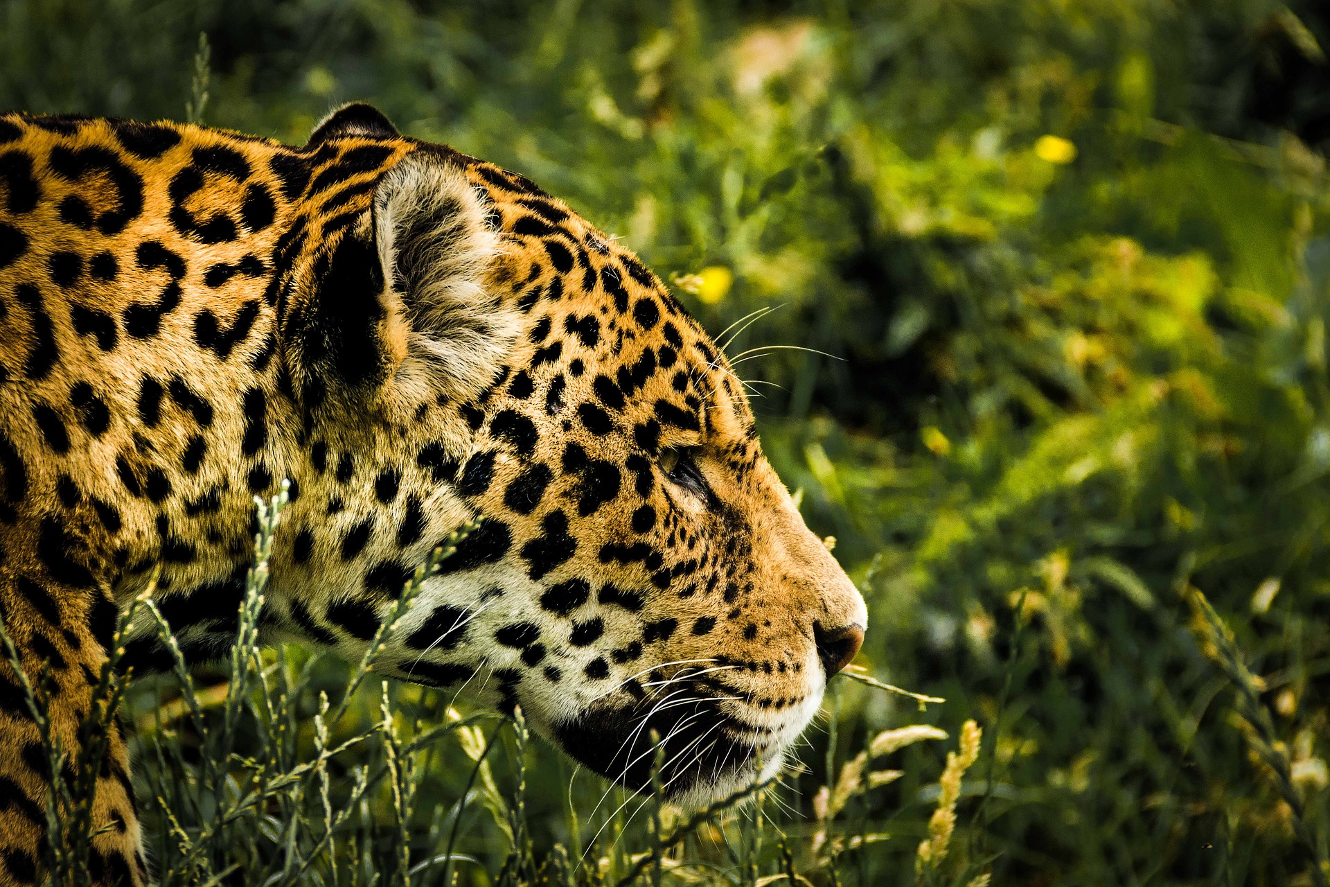 Jaguar in the Amazon | Bolivia Wildlife Blog