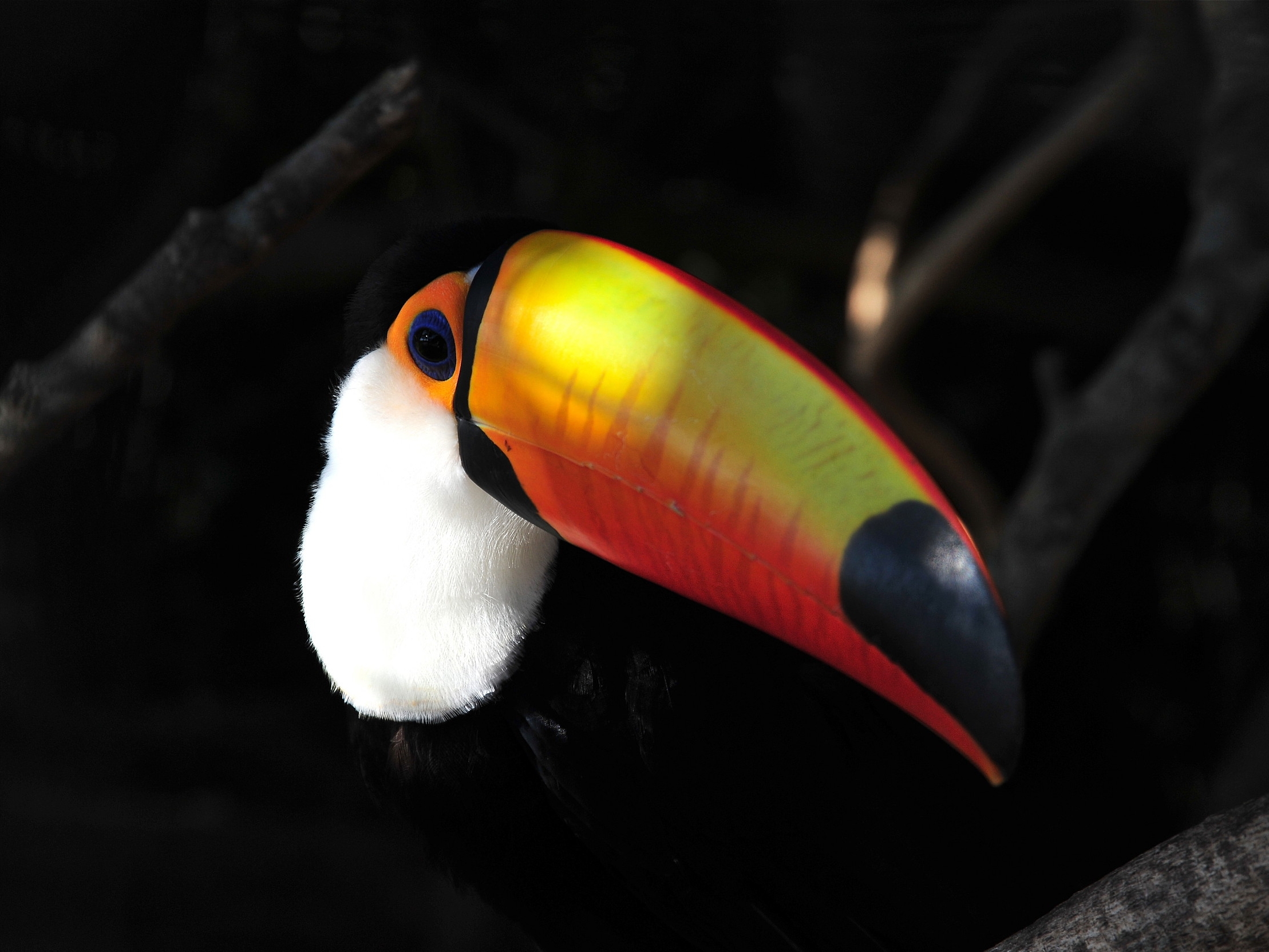Toucan in the Amazon | Bolivia Wildlife Blog