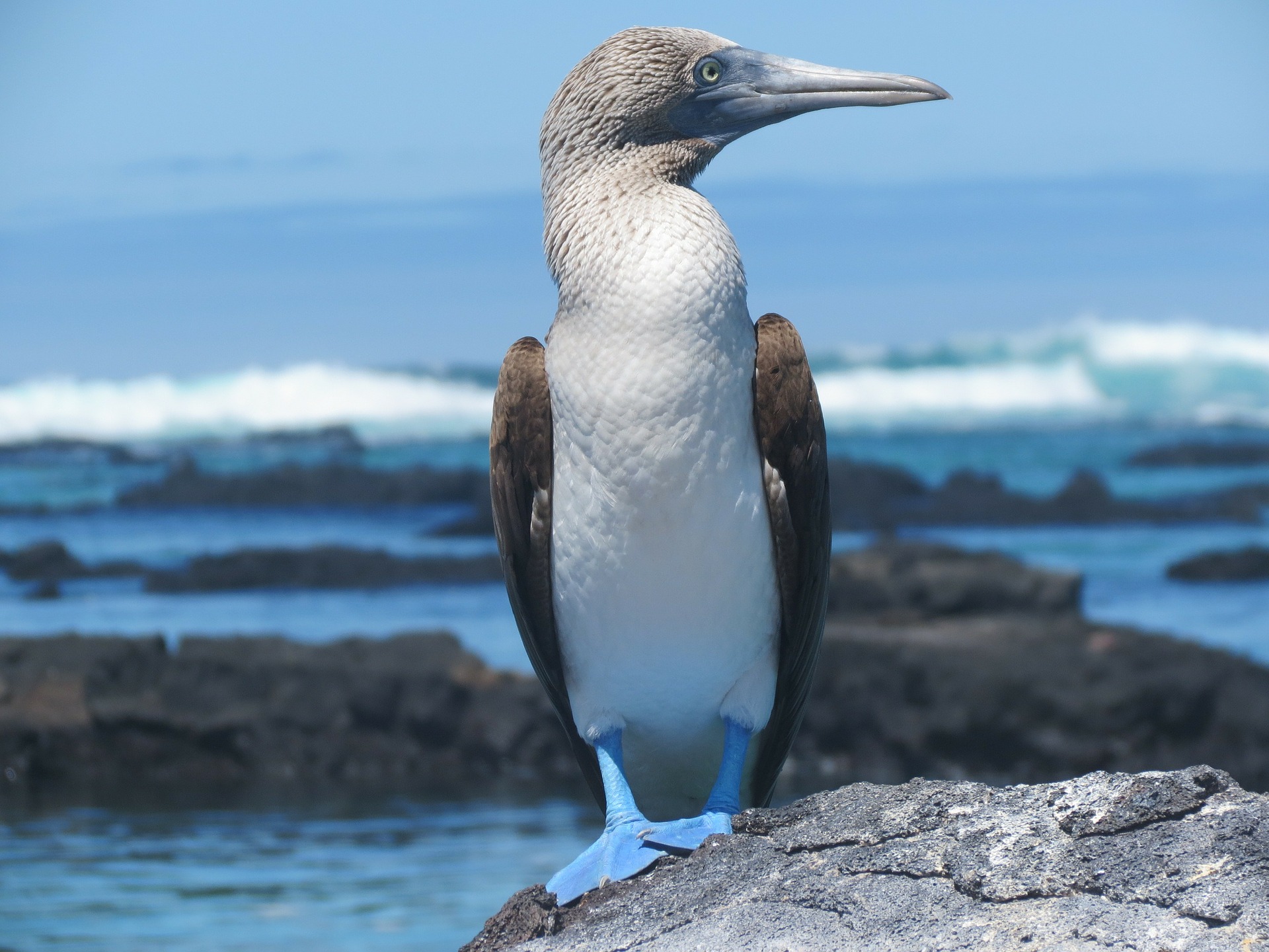 Blue-footed Booby | Galapagos Wildlife Calendar