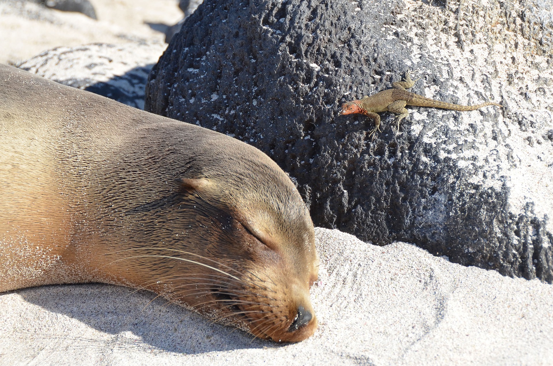 Sea Lion in the Galapagos | Galapagos Wildlife Calendar