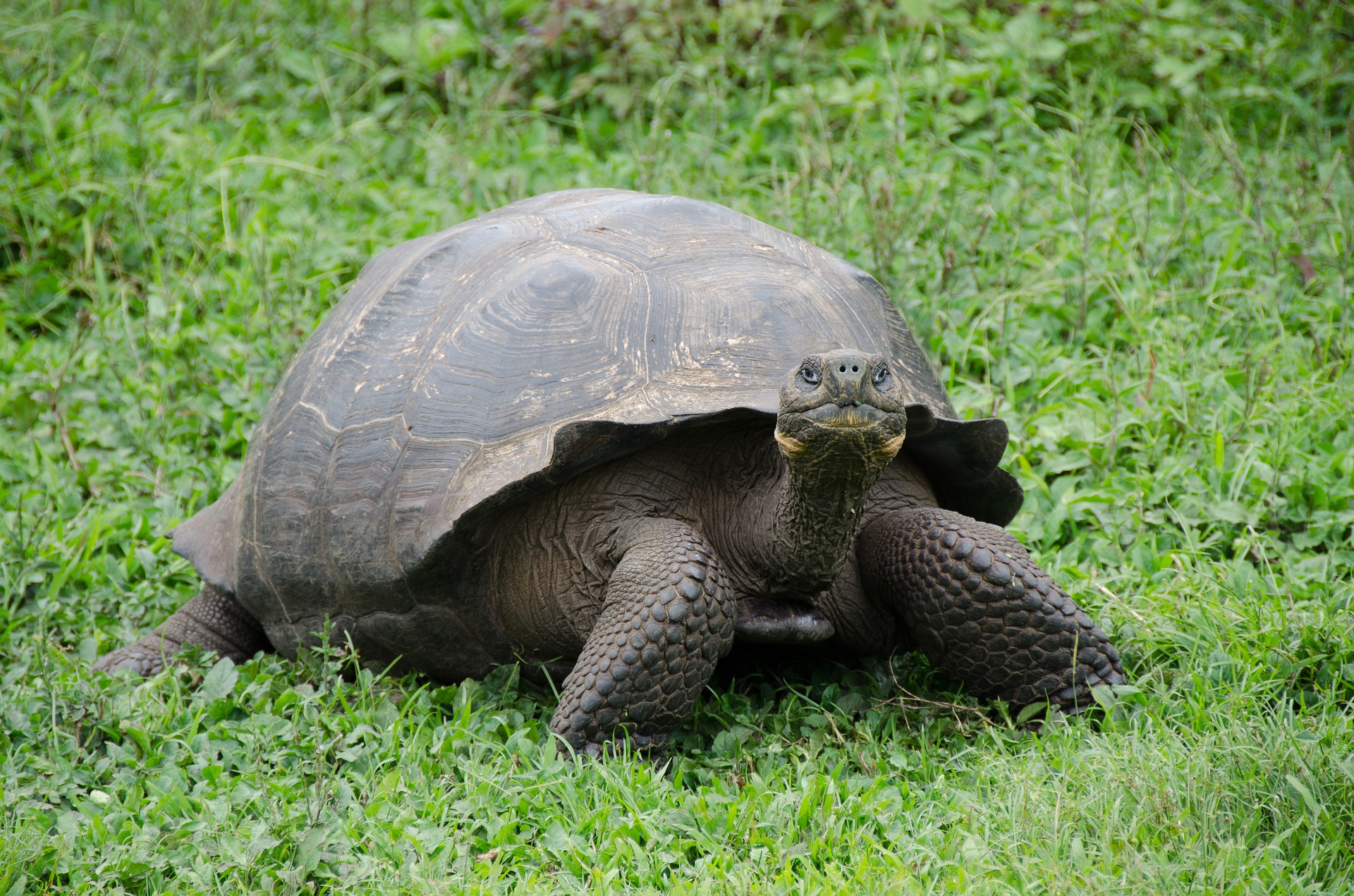 Giant Tortoise in the Galapagos | Galapagos Wildlife Calendar