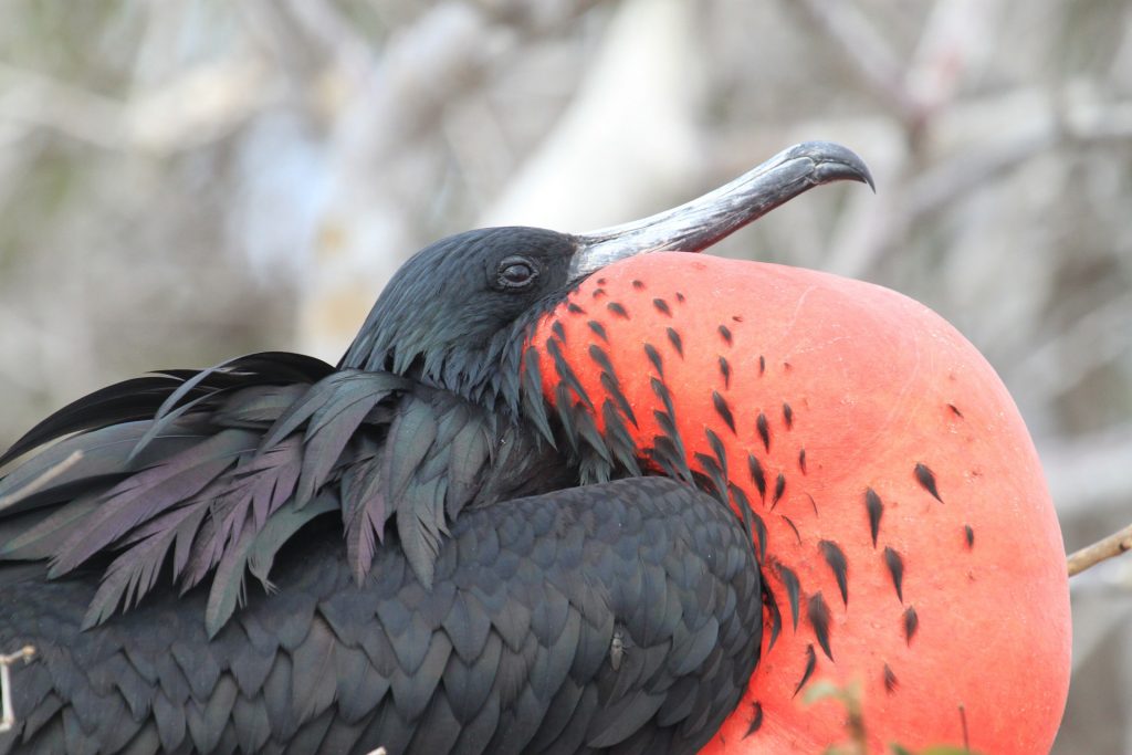Frigate Bird in the Galapagos | Galapagos Wildlife Calendar