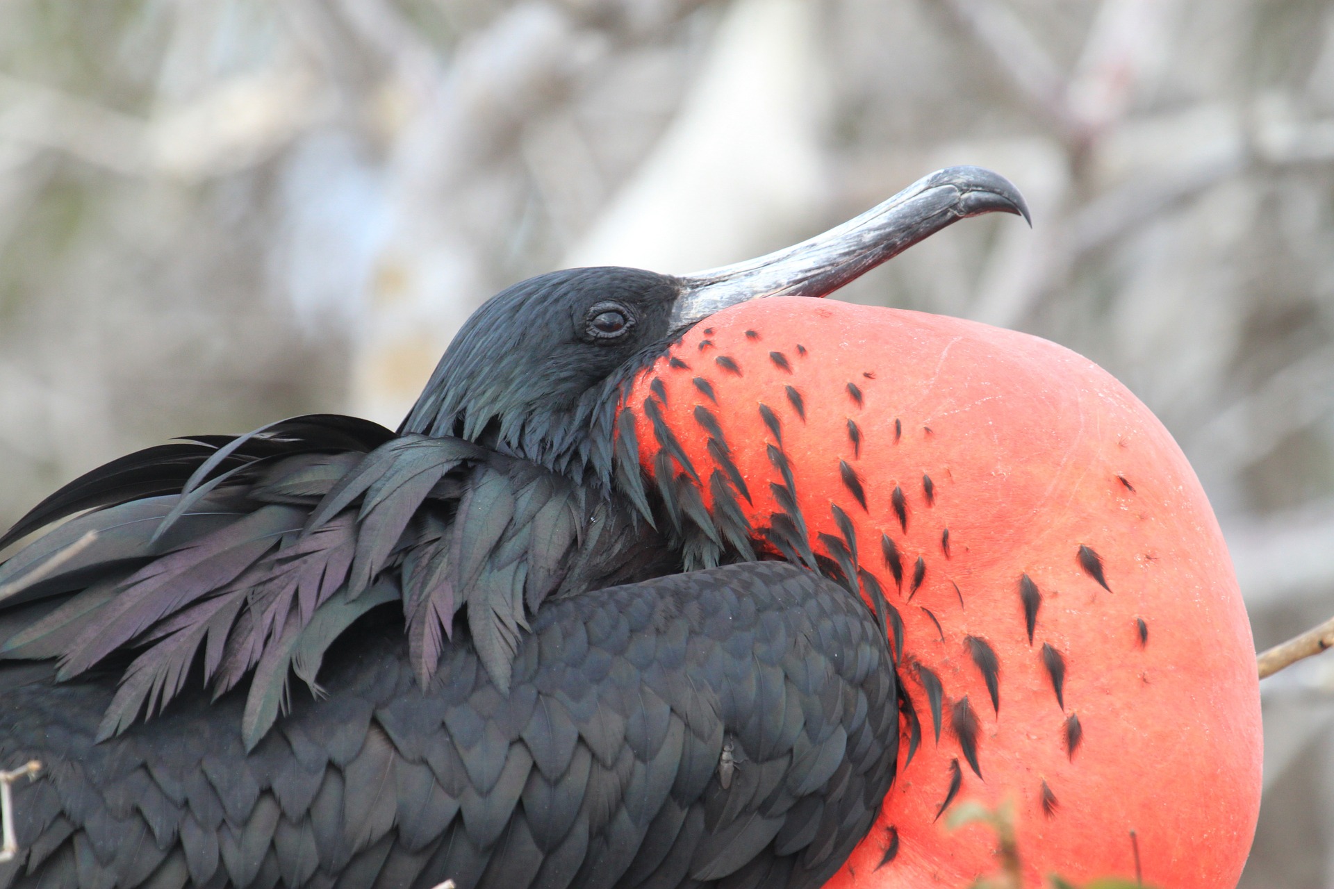 Frigate Bird in the Galapagos - Blog - Discover Your South America