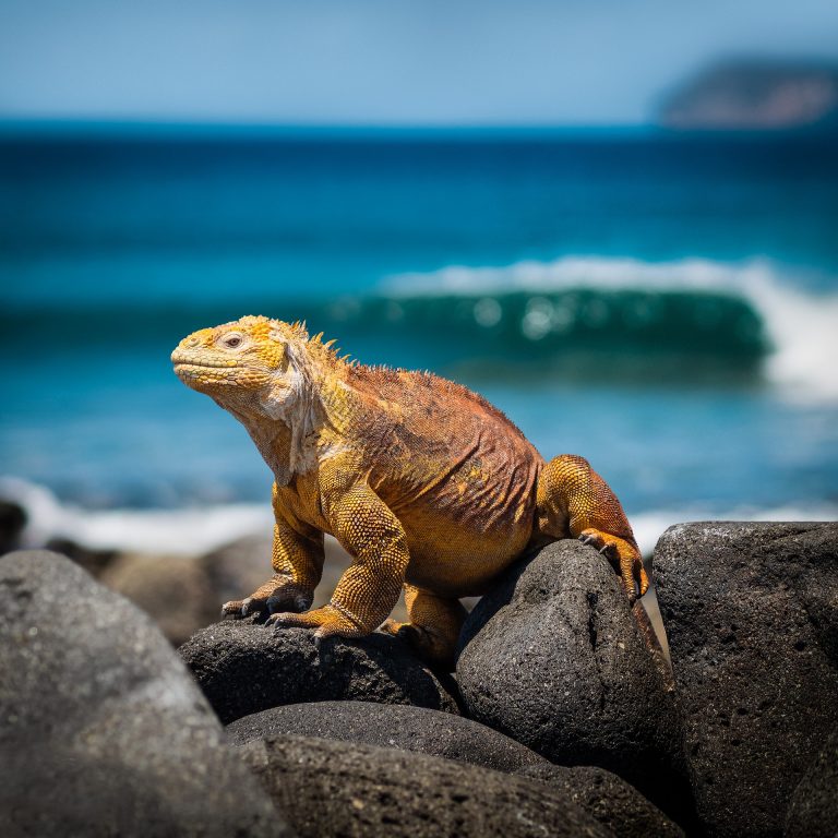 Land Iguana in the Galapagos | Galapagos Wildlife Calendar