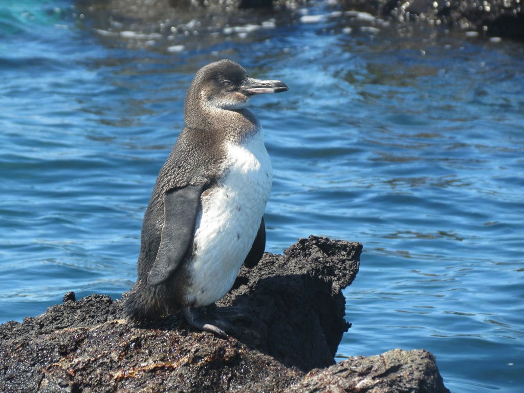 Penguin in the Galapagos | Galapagos Wildlife Calendar