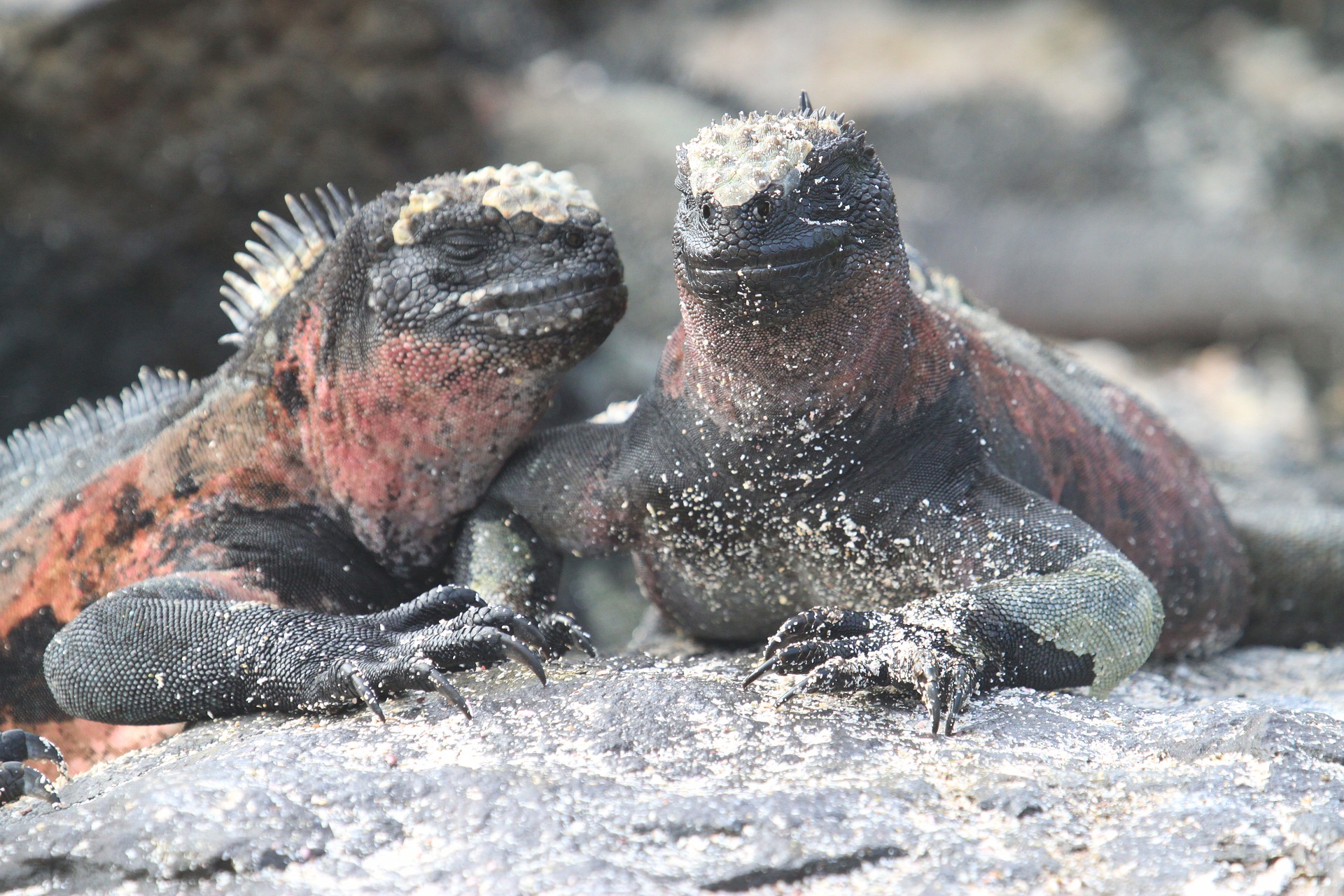 Marine Iguanas | Discover Your South America Blog