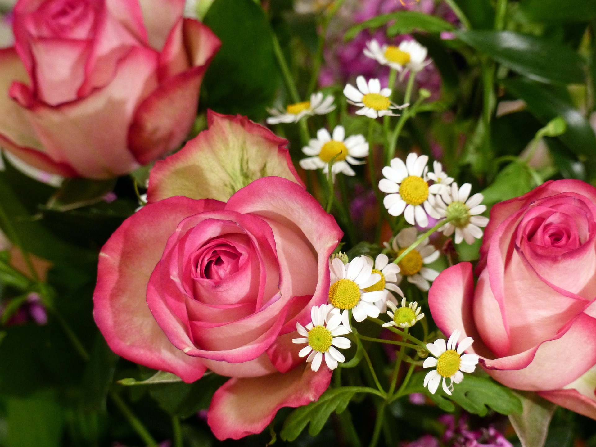 Roses Ecuador | Discover Your South America Blog