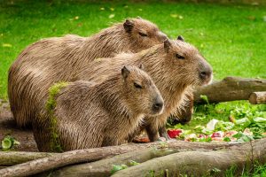 Capybara | Discover Your South America Blog