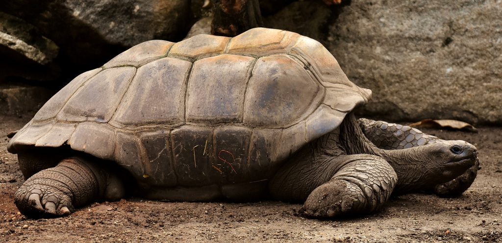 Giant Tortoise | Discover Your South America Blog