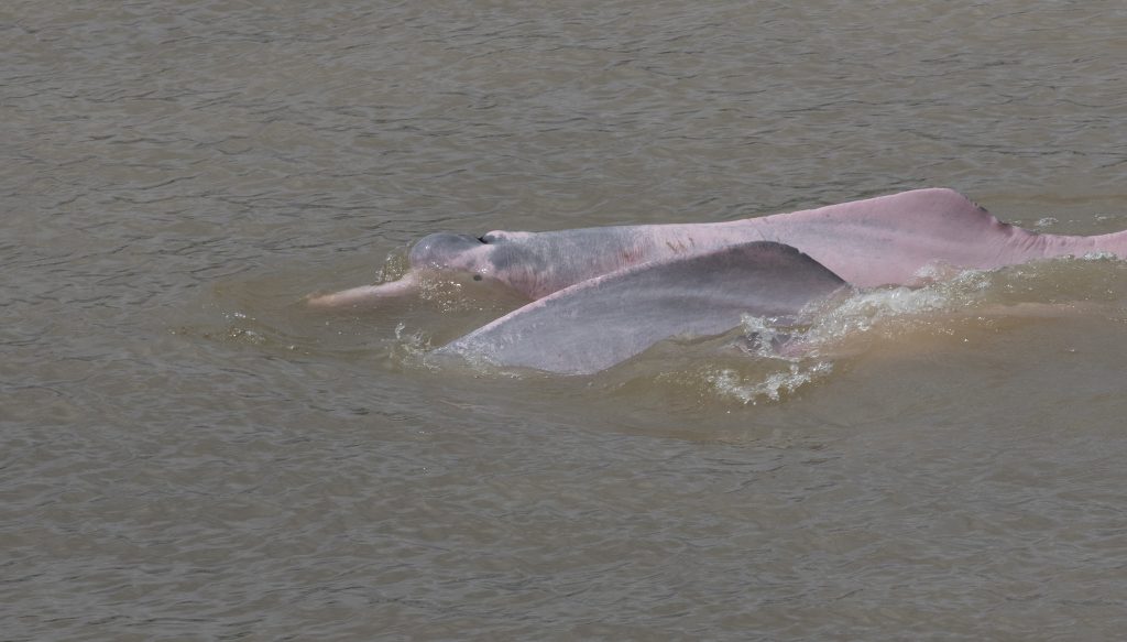 Pink River Dolphin | Discover Your South America Blog
