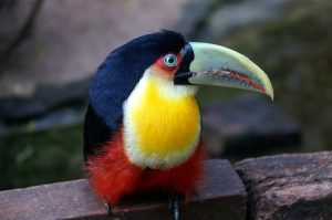 Toucan | Discover Your South America Blog