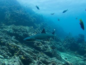 White-tipped Reef Shark, Galapagos | Discover Your South America Blog