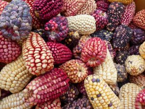 Peruvian corn | Discover Your South America Blog