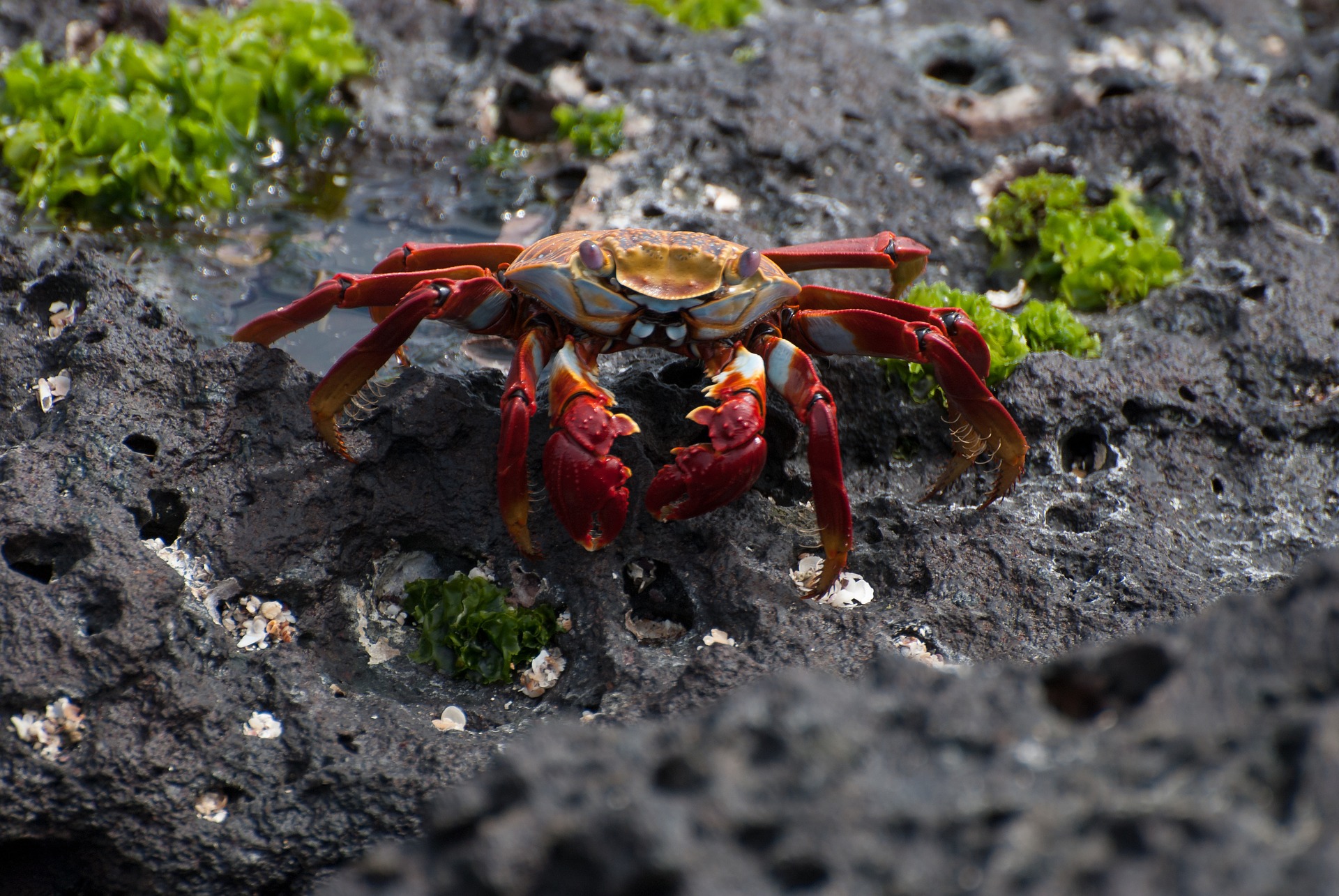 Sally Lightfoot Crab Blog Discover Your South America