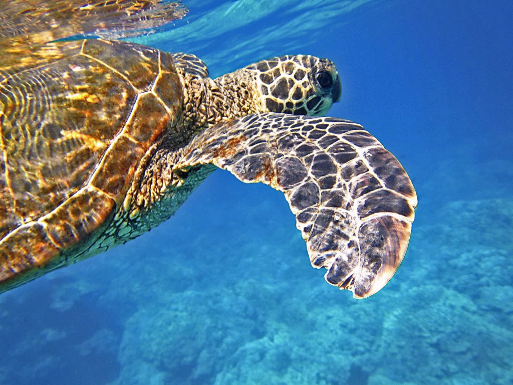 Sea Turtle, Galapagos | Discover Your South America Blog