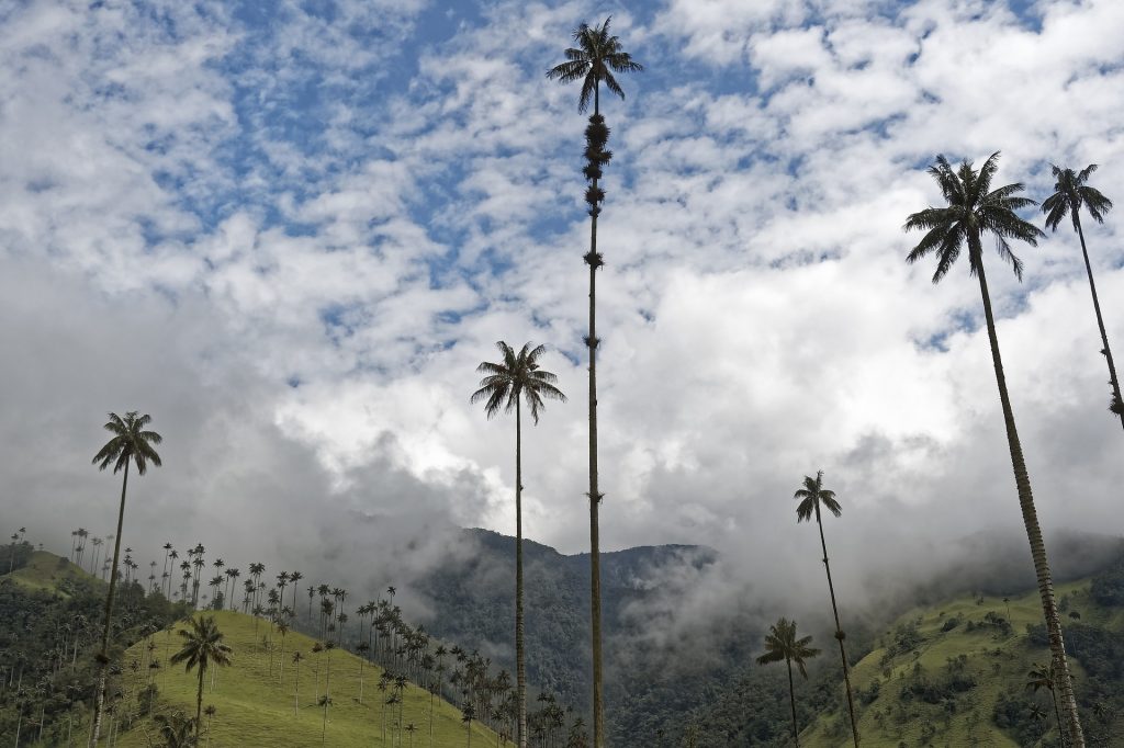 Cocora Valley | Discover Your South America Blog