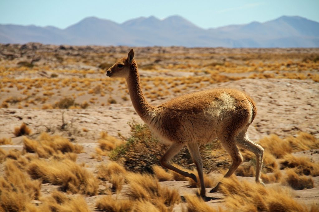 Atacama Desert wildlife | Discover Your South America Blog