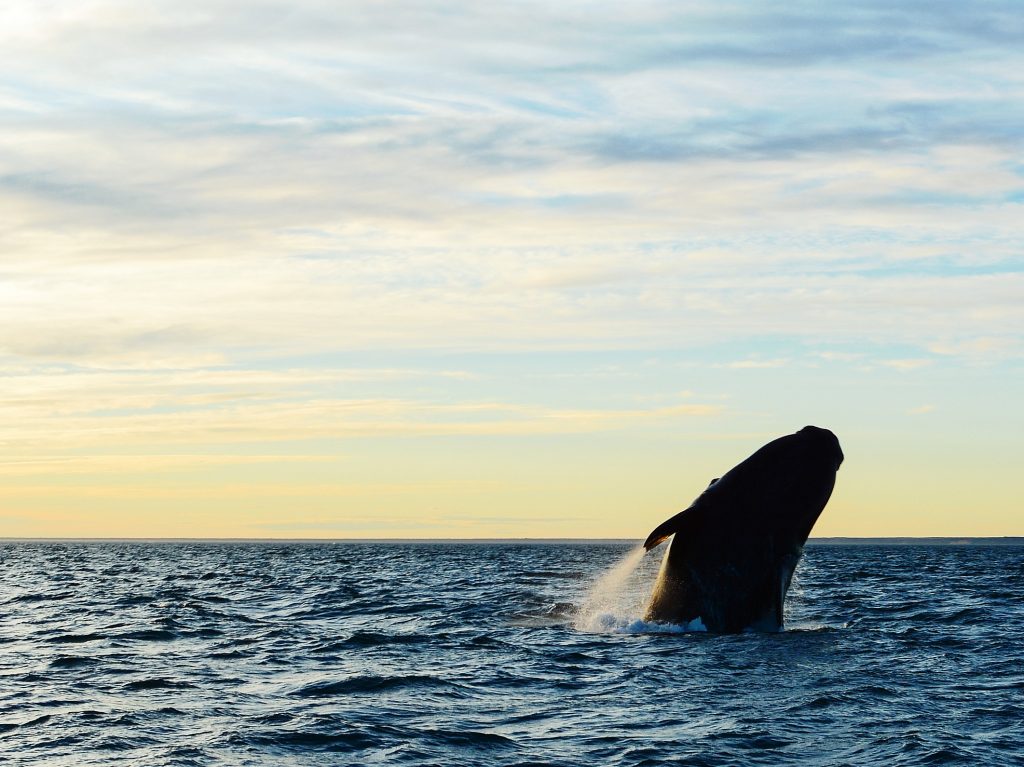 Whale watching, Valdes Peninsula | Discover Your South America Blog
